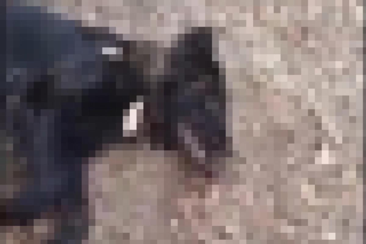 Cadela que foi agredida em Aramina, após o ato