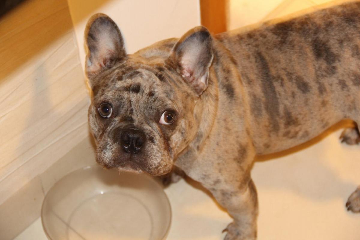 Bruce era um buldogue francês de 10 meses