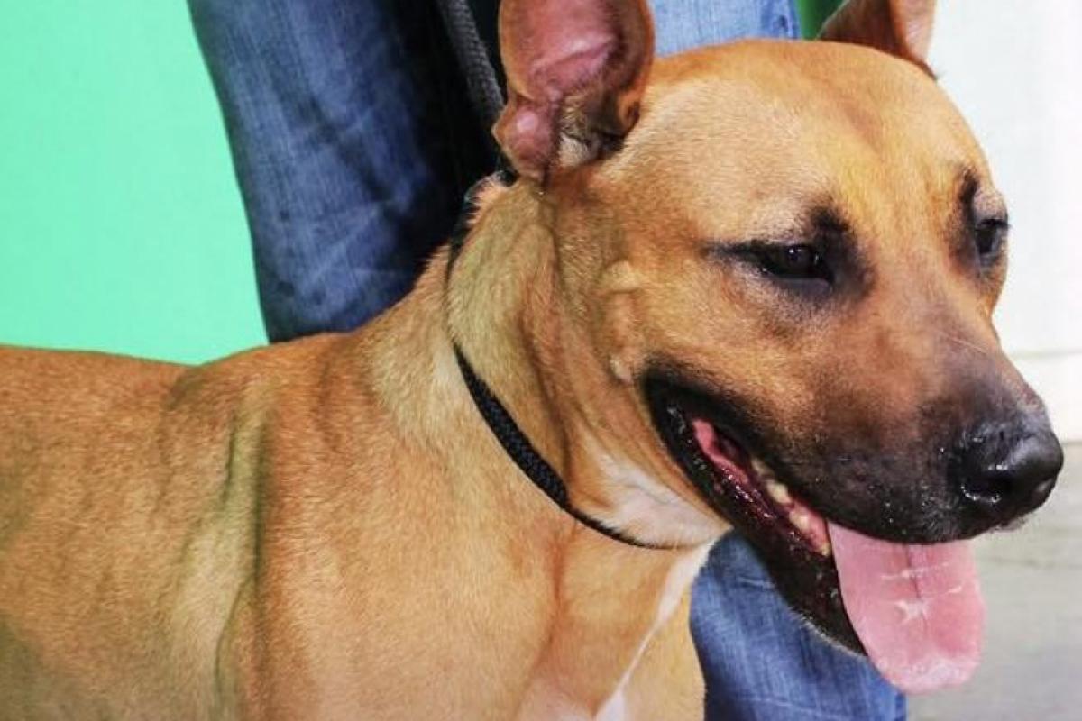 Cadela Sofia foi resgatada em dezembro de 2024 em uma apreensão de maus-tratos.