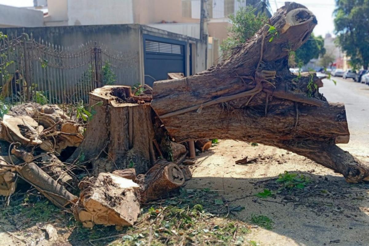 Levantamento mostra que prática desrespeita lei e ameaça meta de reduzir déficit arbóreo