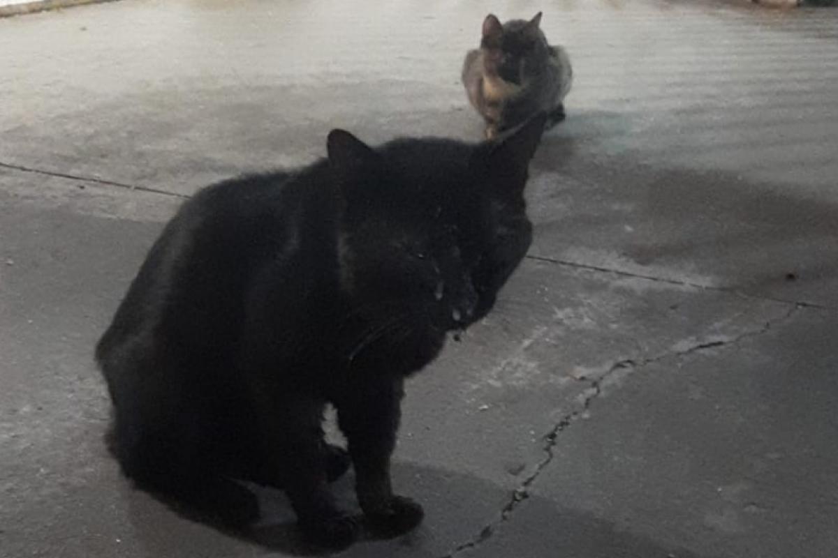 Gato preto flagrado com possível doença de FIV