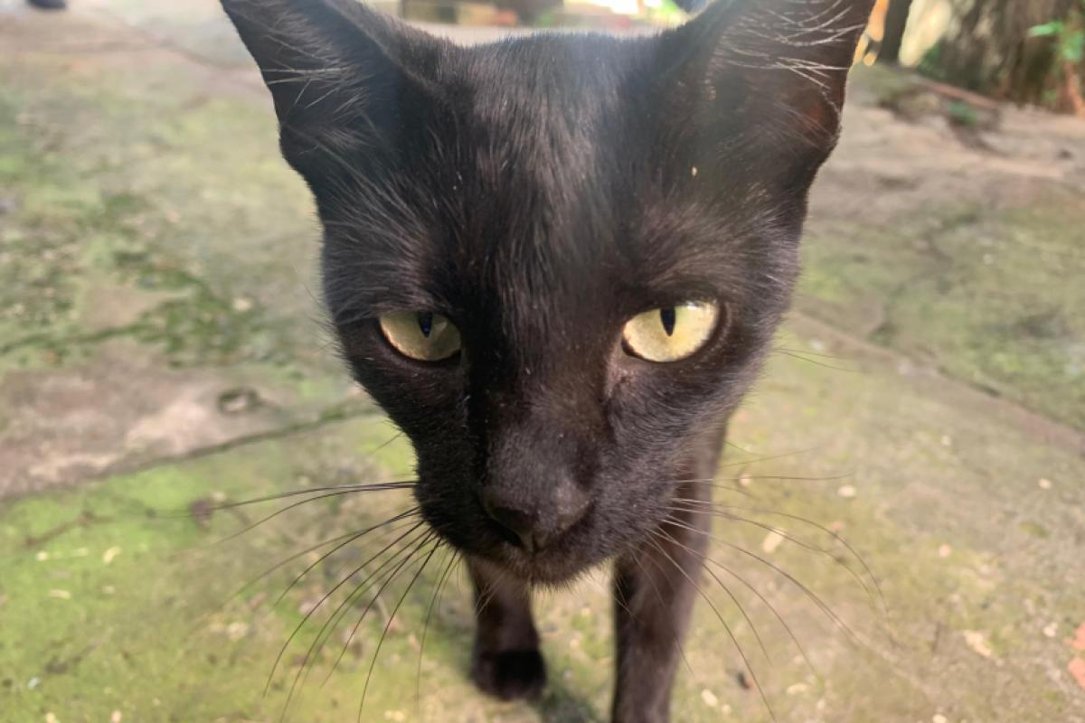 A OnG tem atualmente cerca de 100 animais – sendo que são doados uma média de 20 a 30 gatos por mês