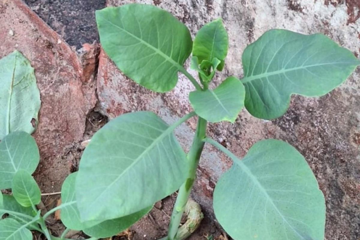 Planta tóxica é conhecida como 'falsa couve'