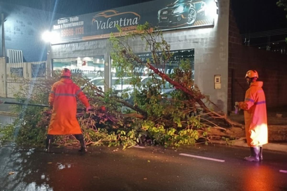 Ventos fortes derrubaram árvores 