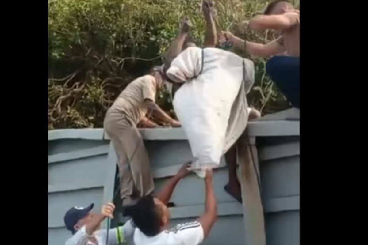 O resgate só tem início nesta tarde, quando a maré subir. 