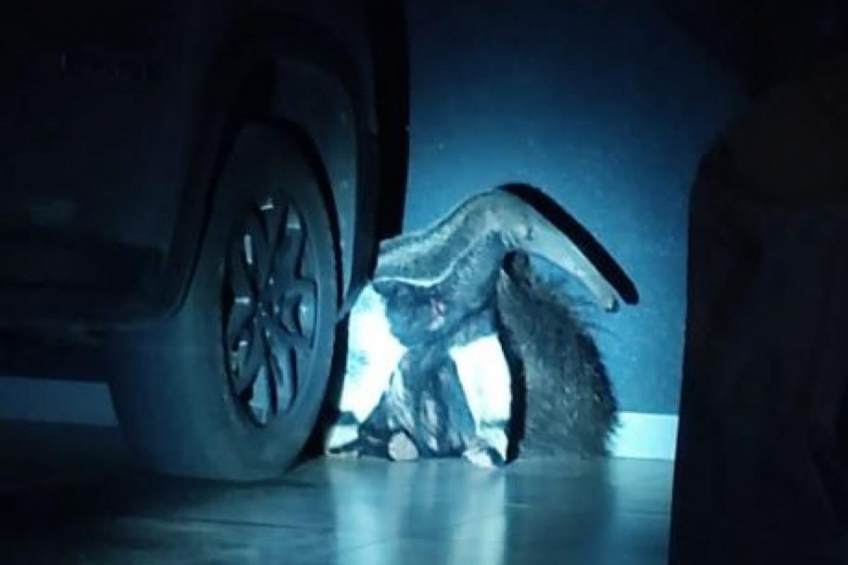 Tamanduá-bandeira tem hábitos noturnos e pode ser perigoso, quando acuado 