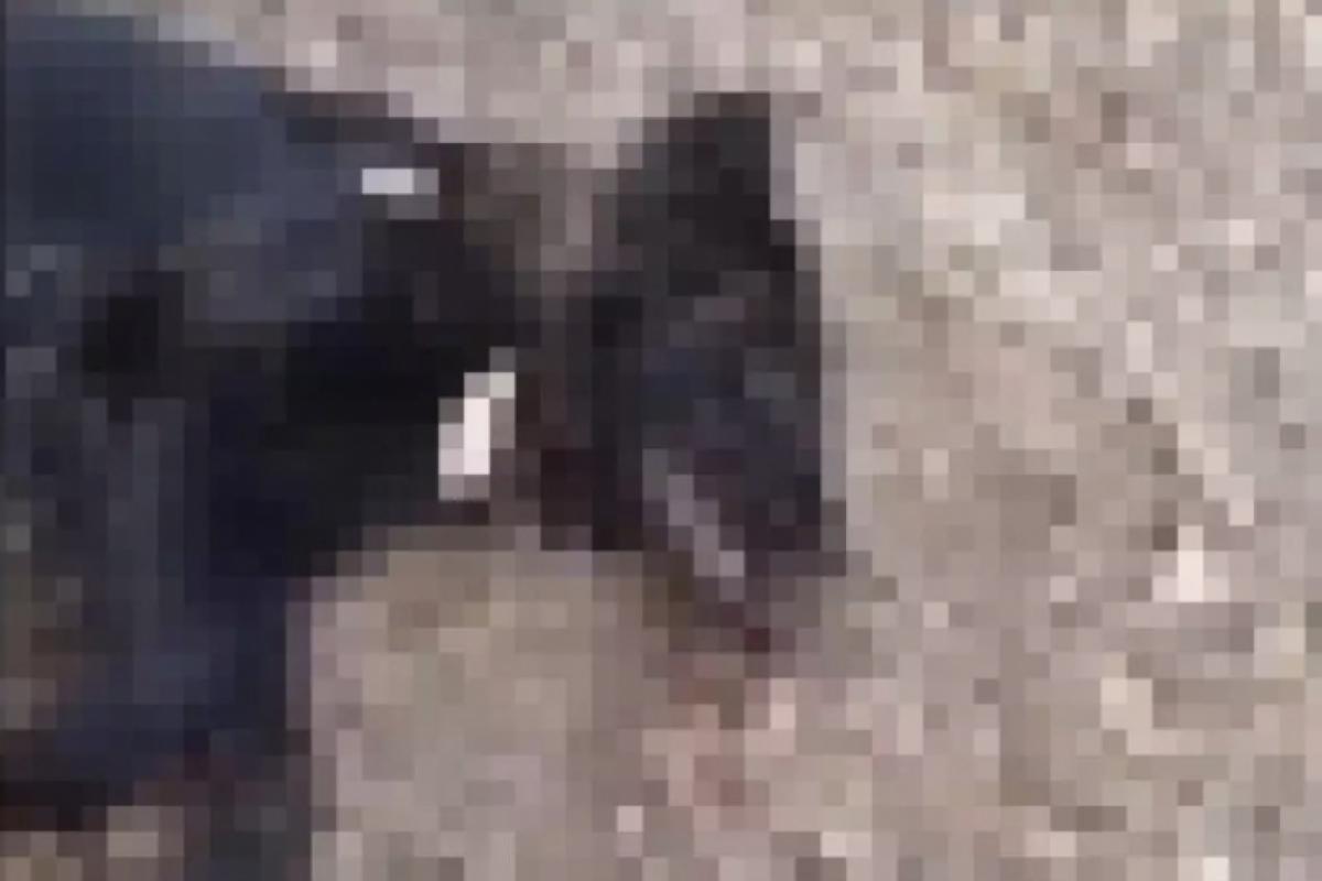 Cadela que foi agredida em Aramina