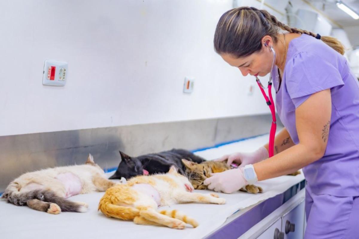 Serão realizadas até 4 mil consultas e 3 mil castrações