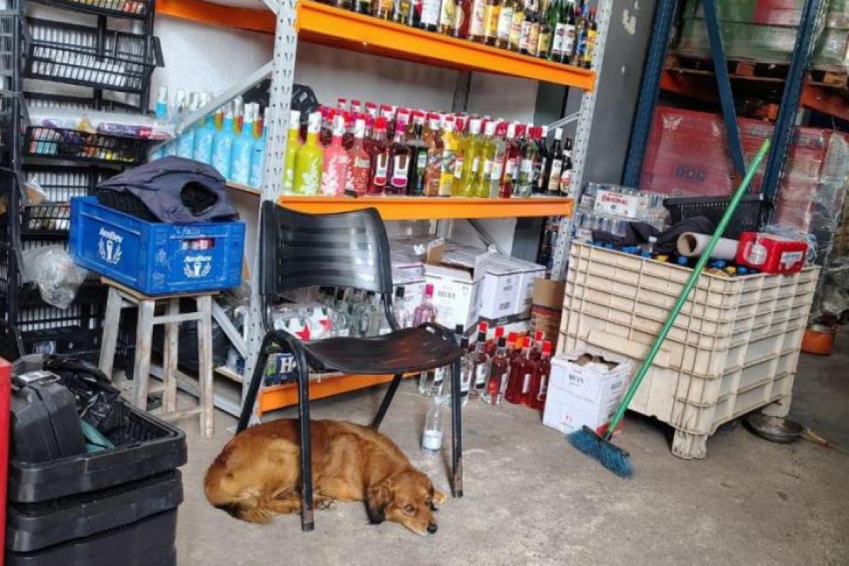 Foram identificadas ainda bebidas vencidas, rótulos adulterados e embalagens rasgadas ou mal acondicionadas, muitas delas com dejetos e pelos de animais.