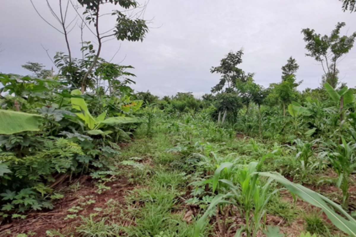 Assentamento Mário Lago, território agroecológico que fará parte dos encontros