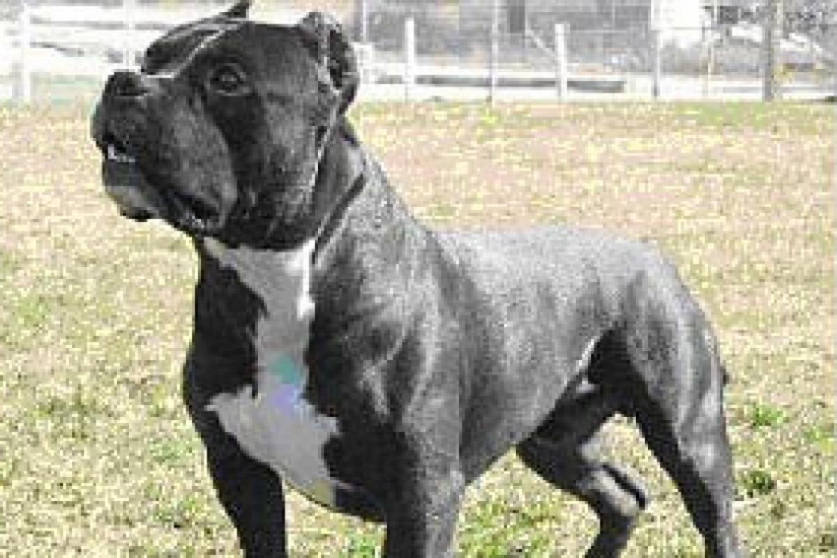 Sessão que discutirá sobre cães foi transferida para terça-feira por conta do ponto facultativo