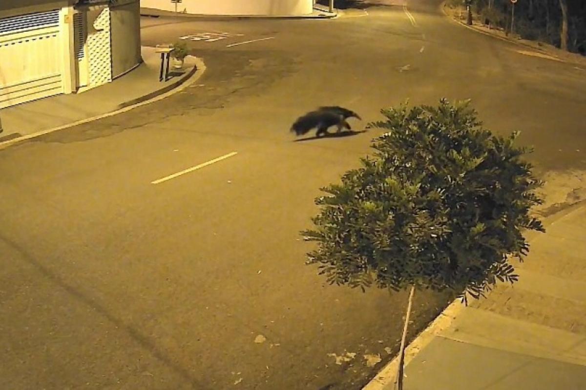 Animal foi flagrado por câmeras de segurança no bairro Laluce 2
