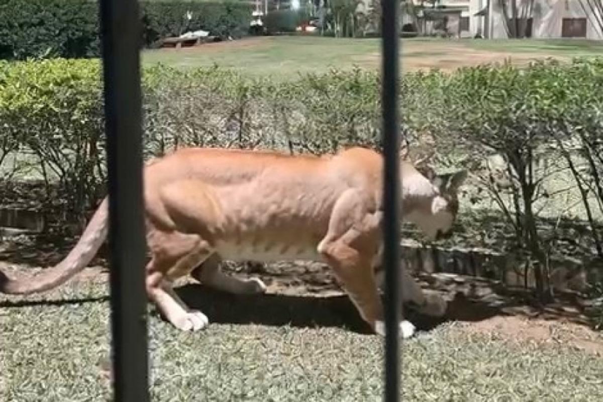 Vídeo que circula nas redes mostrando onça-parda no bairro San Martin, em Campinas, teria sido criado por inteligência artificial.