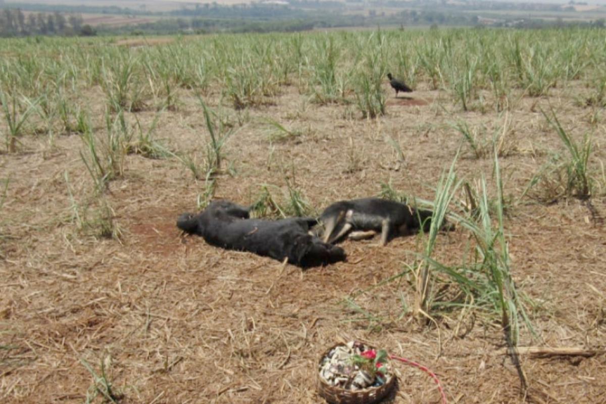 Os dois cães foram encontrados baleados e mortos em uma área de cana. 