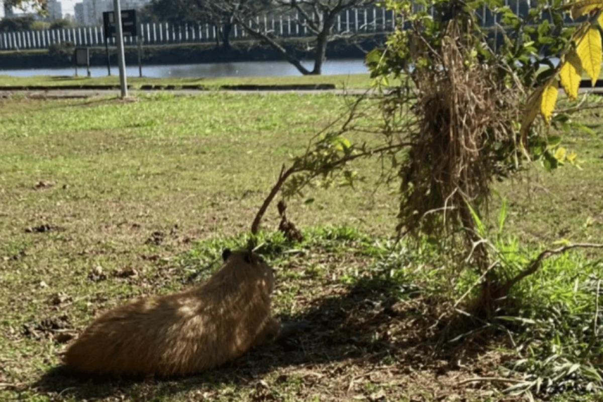 Capivaras são hospedeiras do carrapato-estrela, vetor da febre maculosa brasileira