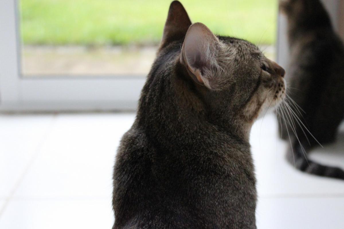 VISAM confirmou na terça-feira (4) um caso de raiva em um felino no município