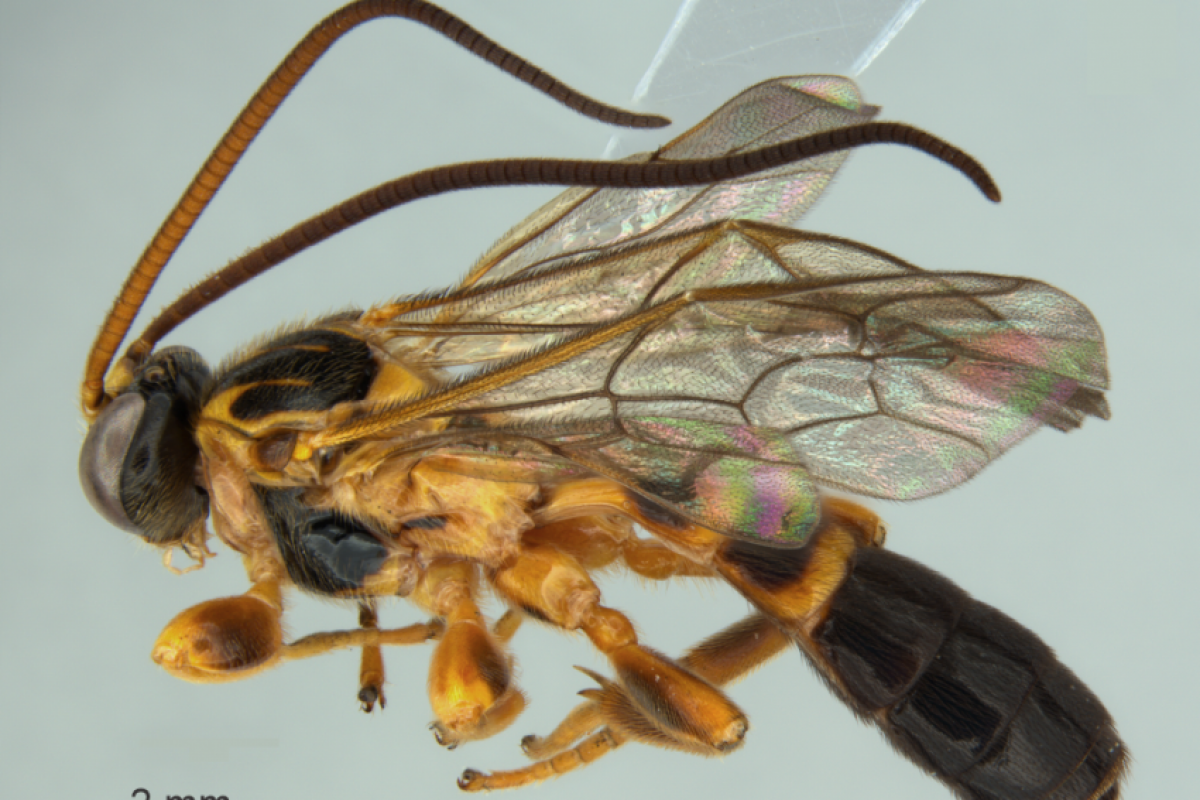 O inseto, identificado como Colpotrochia japi, foi encontrado em junho de 2024 e recebeu o nome em homenagem ao local