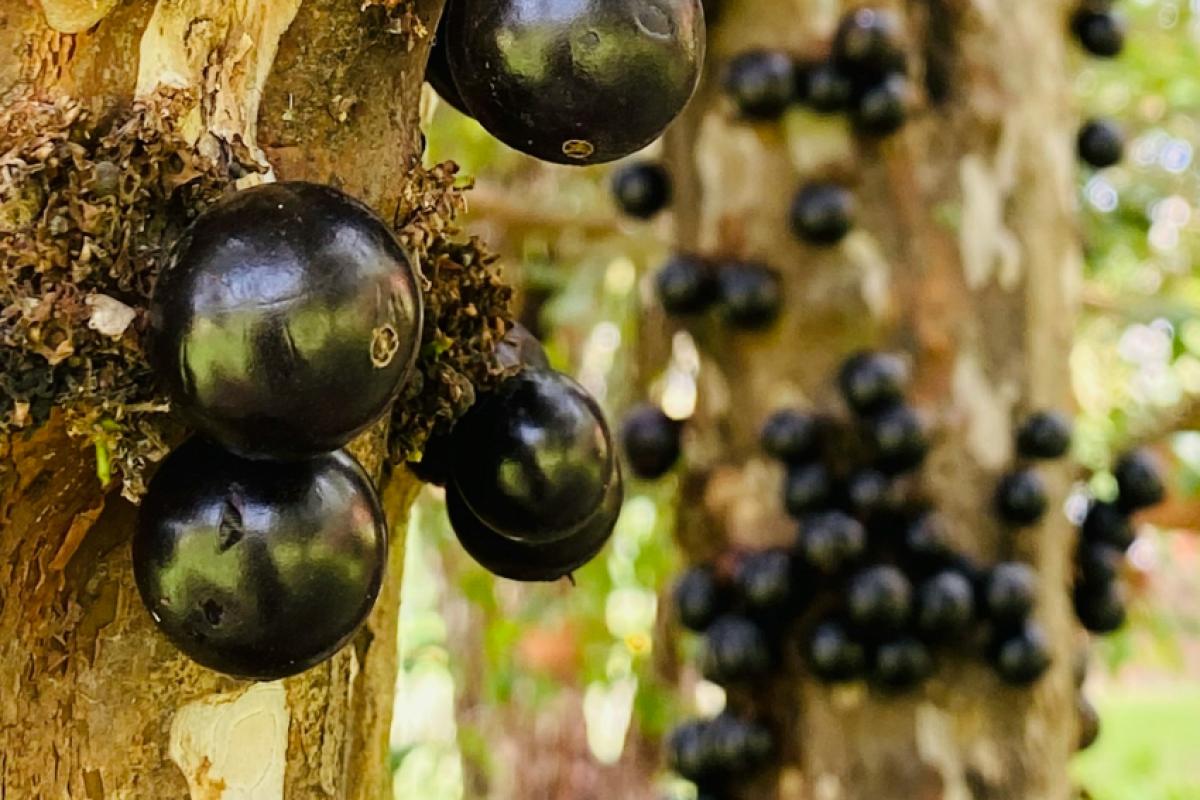O fruto nativo brasileiro, rico em compostos antioxidantes e anti-inflamatórios, mostrou resultados promissores.