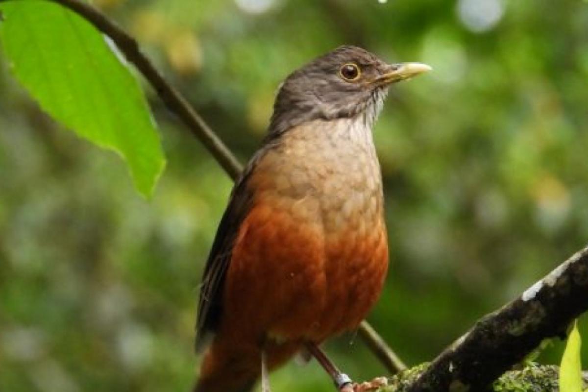 120 aves foram devolvidas à natureza após reabilitação em Caraguatatuba