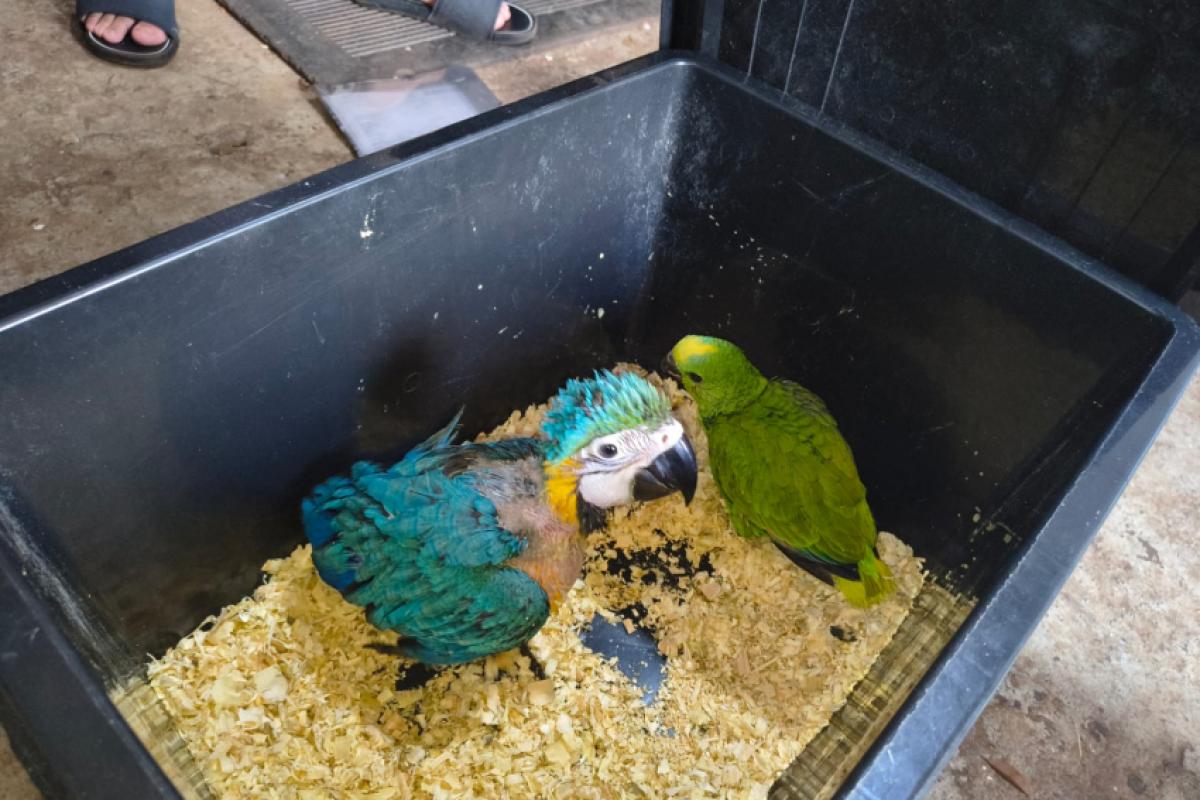 Aves apreendidas com mulher em Orlândia na última sexta-feira