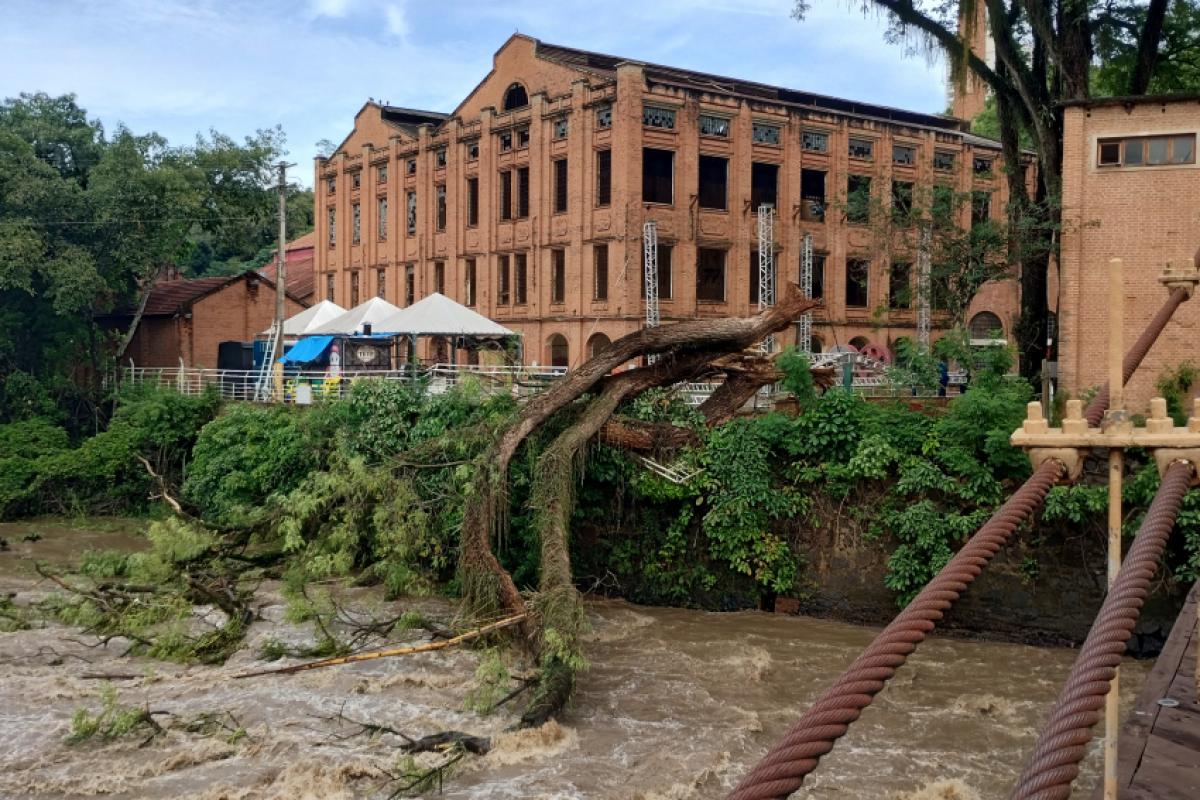 Árvore histórica foi derrubada neste domingo (2) após fortes chuvas; retirada deve ocorrer nos próximos dias.