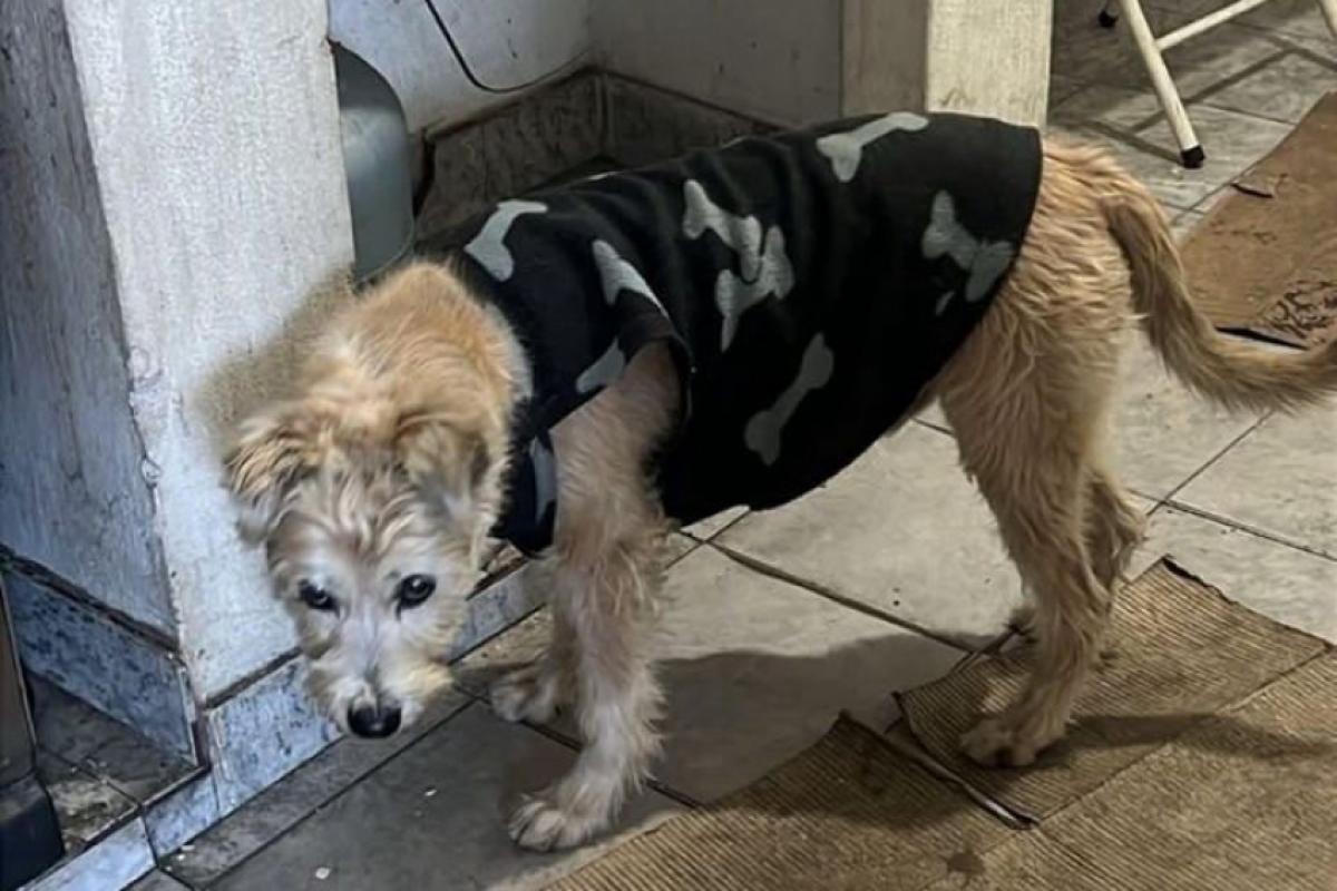 Estopa foi visto pela última vez próximo ao estádio Barão de Serra Negra.
