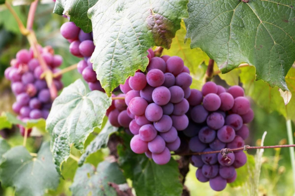 Uvas para a produção de vinho