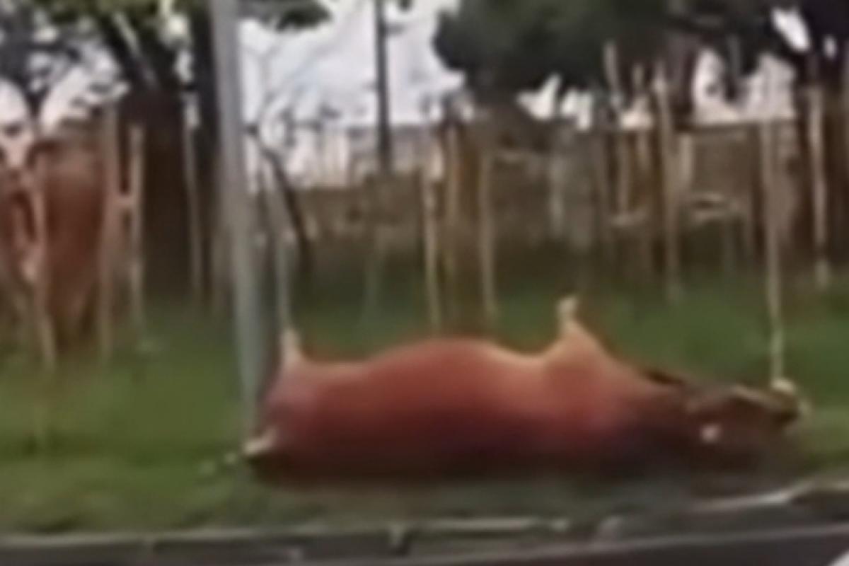 De acordo com relatos de moradores, o incidente foi precedido por um forte estalo, seguido pela queda do animal. 