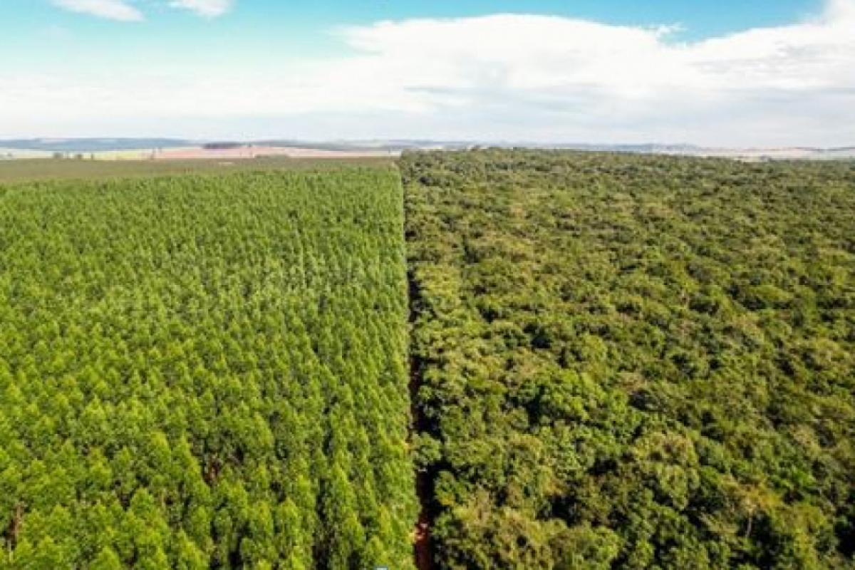 Mosaico florestal: paisagem que expressa o Compromisso Um-Para-Um na prática; na Bracell, os plantios de eucalipto convivem lado a lado com áreas de mata nativa