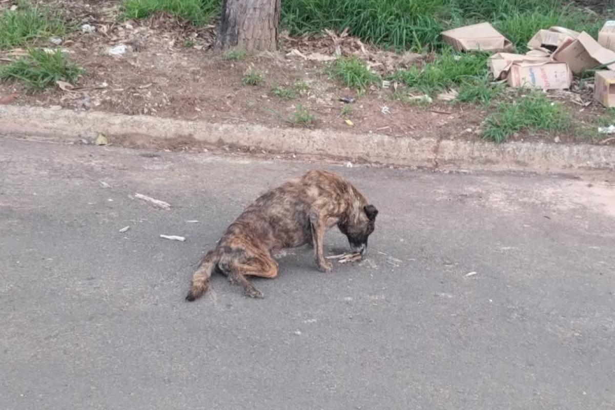 O cão se arrastando na rua, sem o movimento das patas traseiras