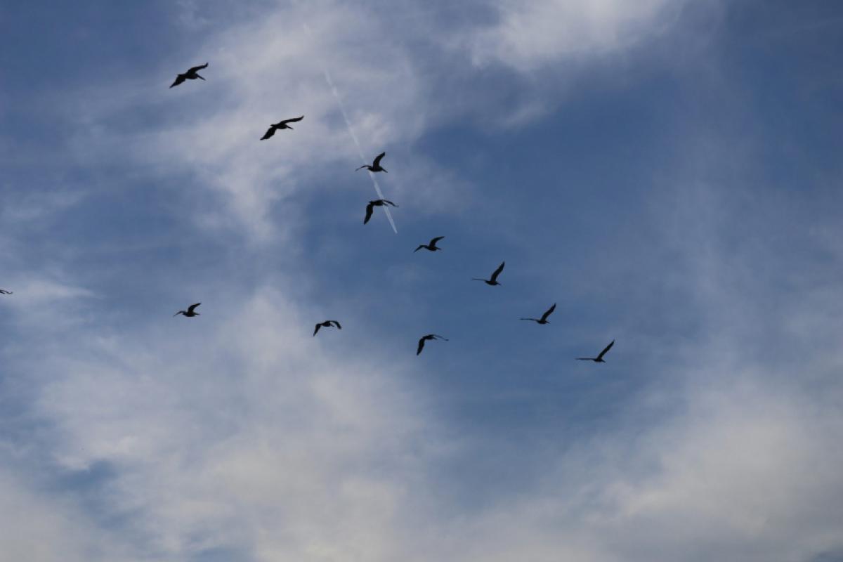 Desde o início de 2024, o Centro de Controle Operacional (CCO) da Rede VOA registrou mais de 50 ocorrências de avistamento de fauna no Aeroporto de Jundiaí