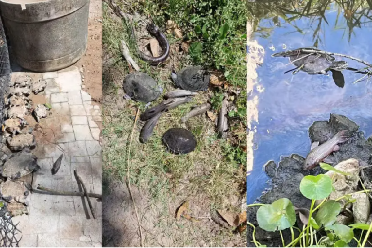 O problema foi identificado por moradores, que denunciaram o caso e afirmam ter resgatado 14 cágados, dos quais nove morreram.