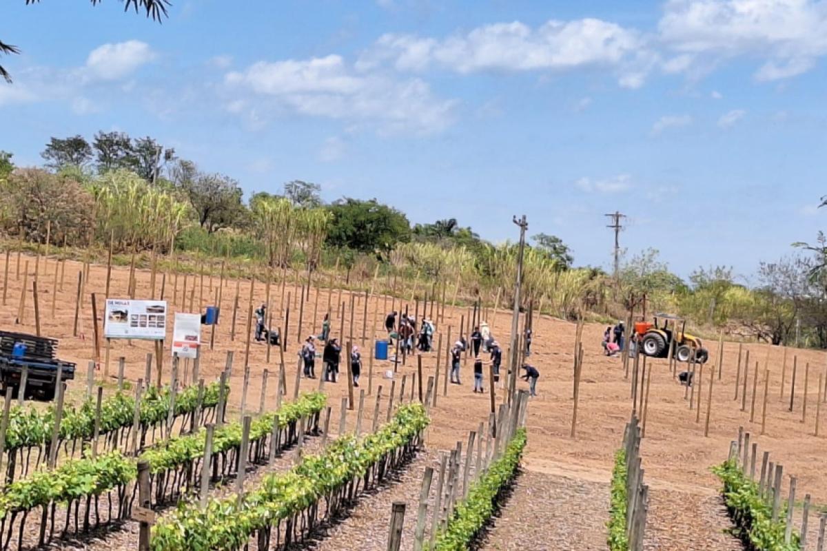 Os cursos técnicos de Alimentos e Agropecuária se destacam pela forte inserção no mercado de trabalho
