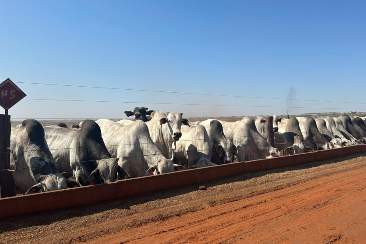 Os bois entram no cocho com cerca de 15@, onde permanecem entre 110 e 115 dias