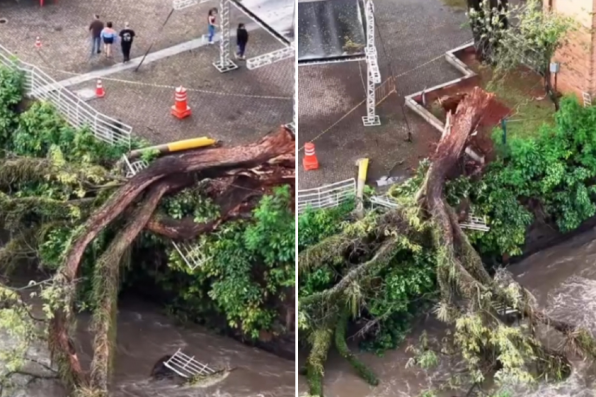 Uma árvore gigantesca caiu no Engenho Central sobre o rio Pieacicaba. 
