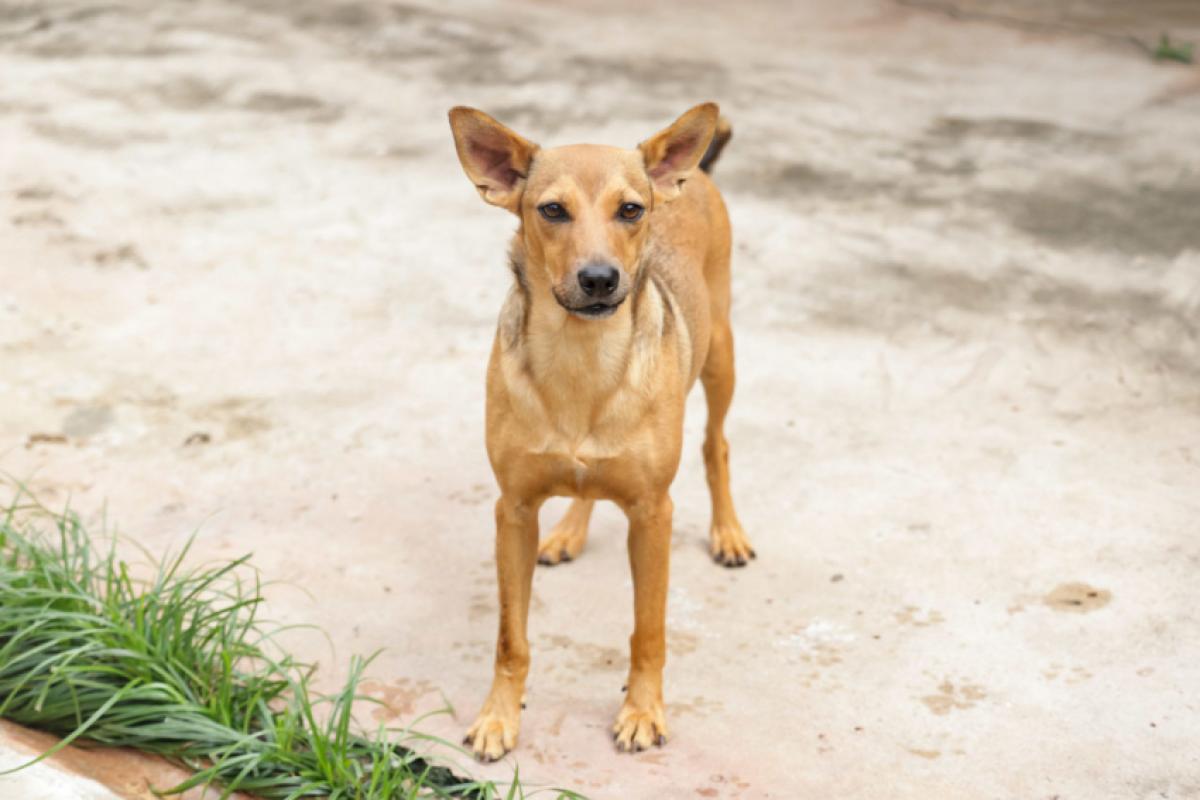 A adoção é gratuita, e os interessados passam por uma breve entrevista antes da assinatura do termo de responsabilidade