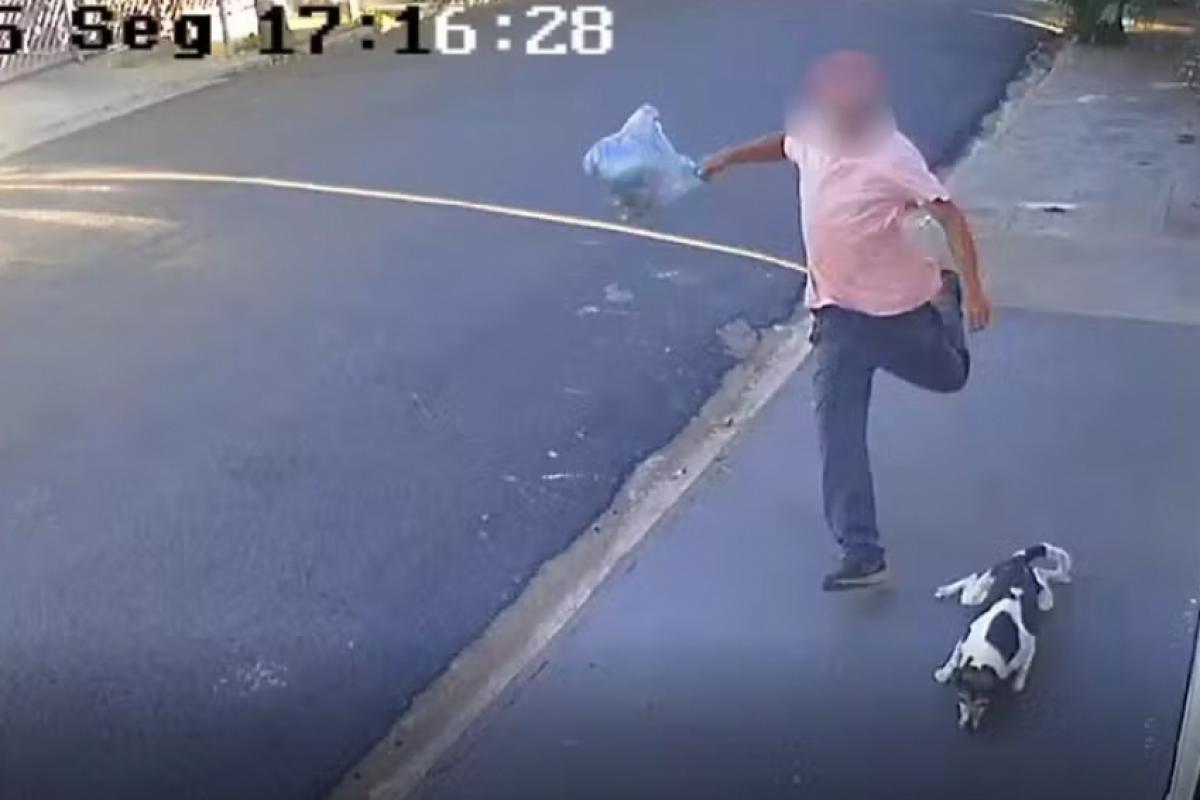 Câmeras de segurança registraram o momento em que o suspeito atinge o animal com chutes e uma sacola