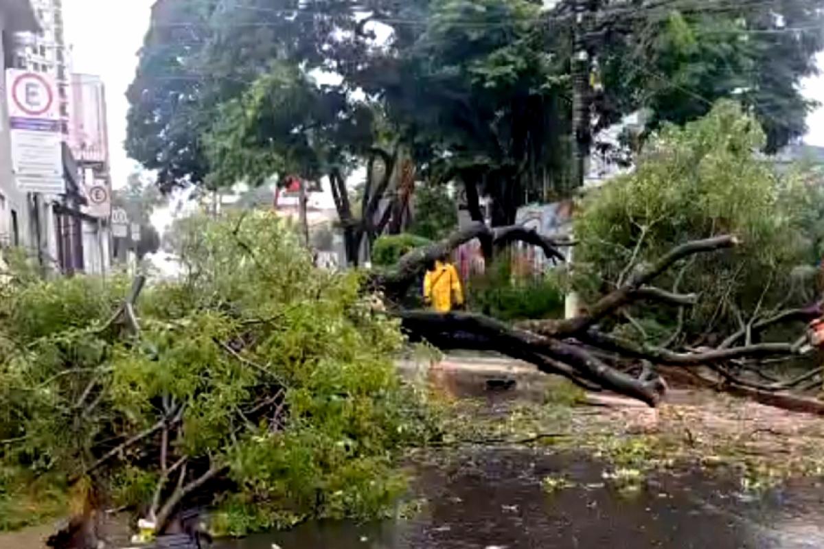 O tronco, os galhos e as folhas fecharam totalmente a rua do Rosário