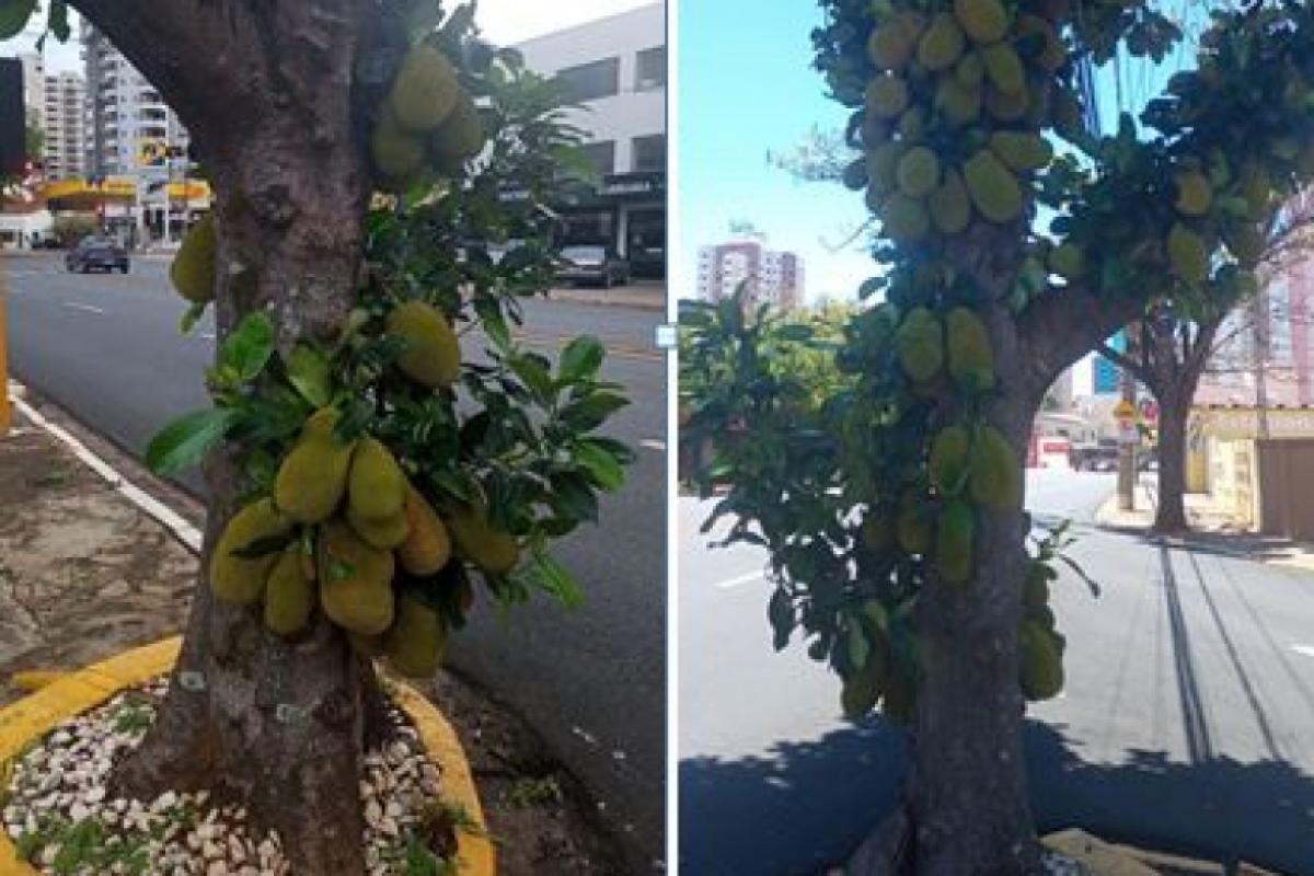 Fruto perfuma as imediações da avenida Nossa Senhora de Fátima