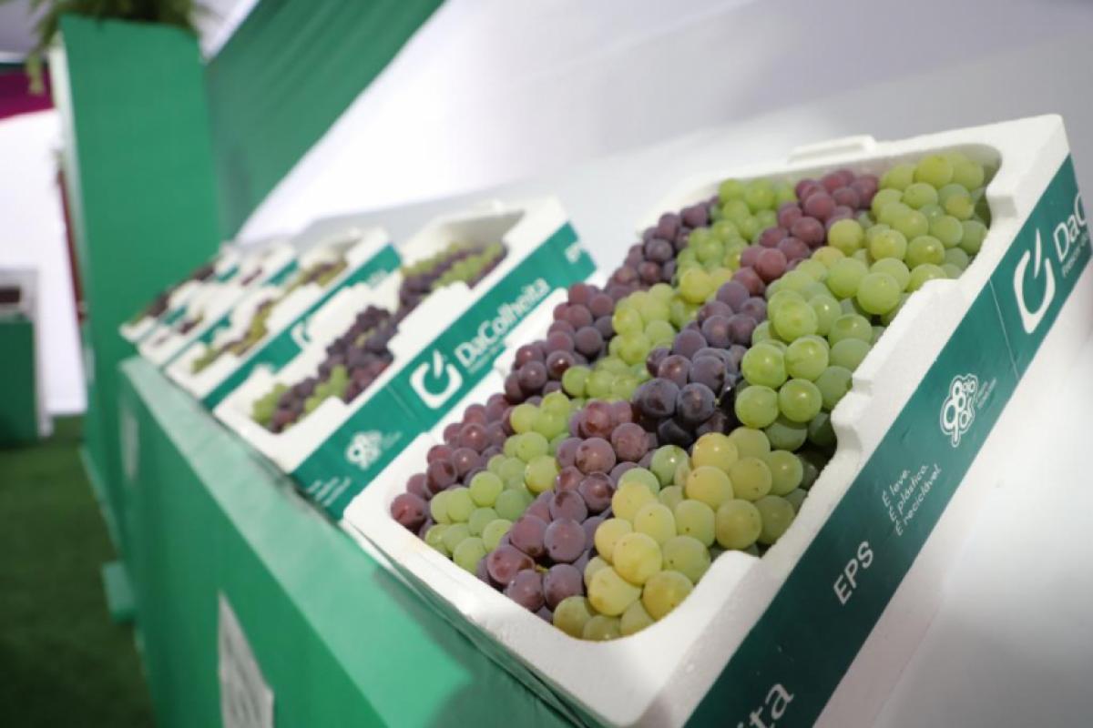 A programação segue pelos dias 12, 13, 14, 19, 20 e 21 de dezembro para celebrar a colheita da uva itupevense com diversas atrações