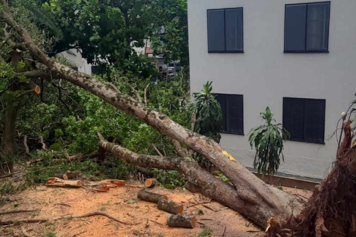 Árvore na área comum do condomínio
