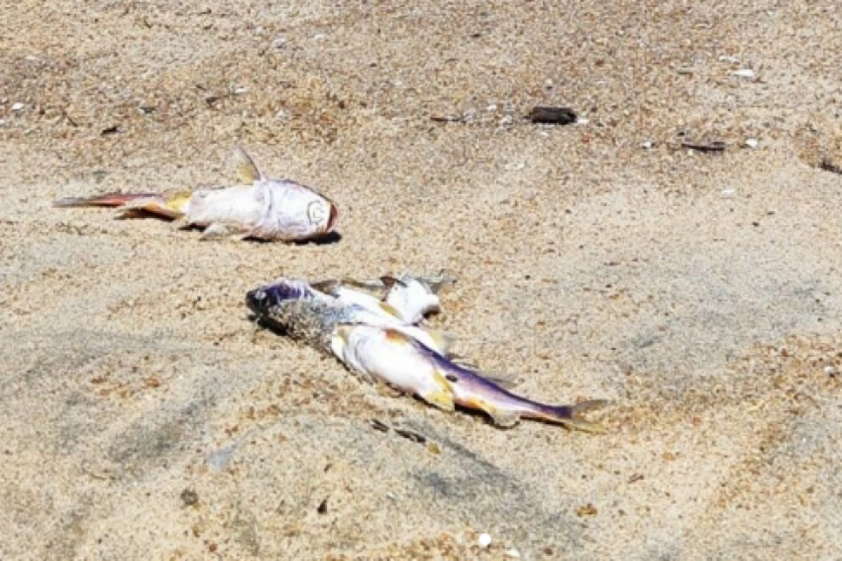 Bagres aparecem mortos na praia Martim de Sá
