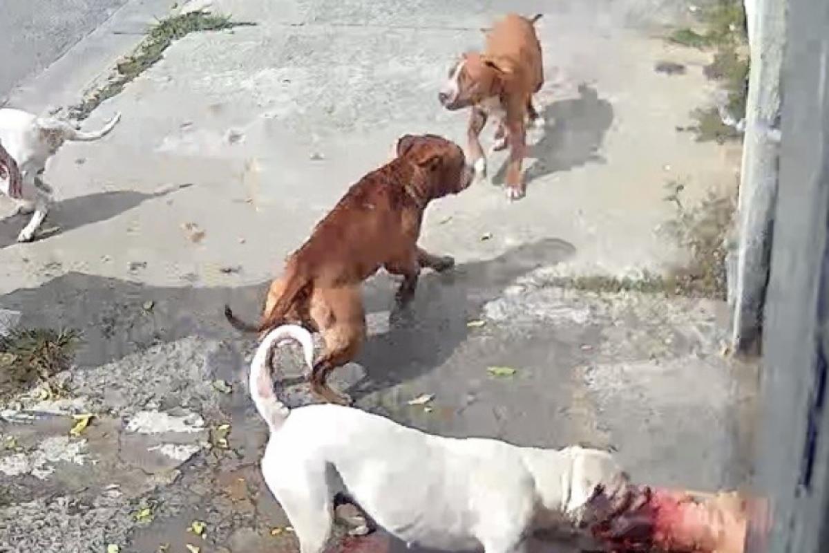 Ataque de pitbulls 