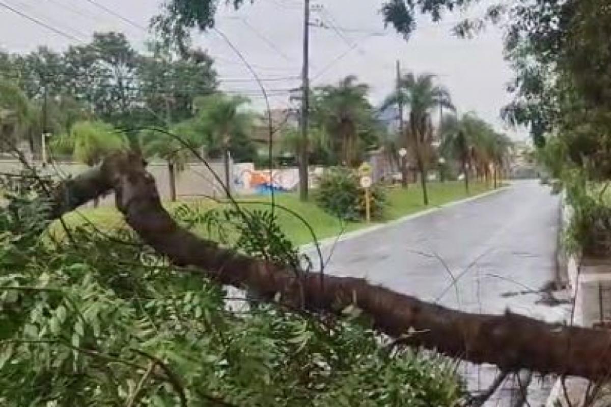 Queda de galho interrompeu o tráfego