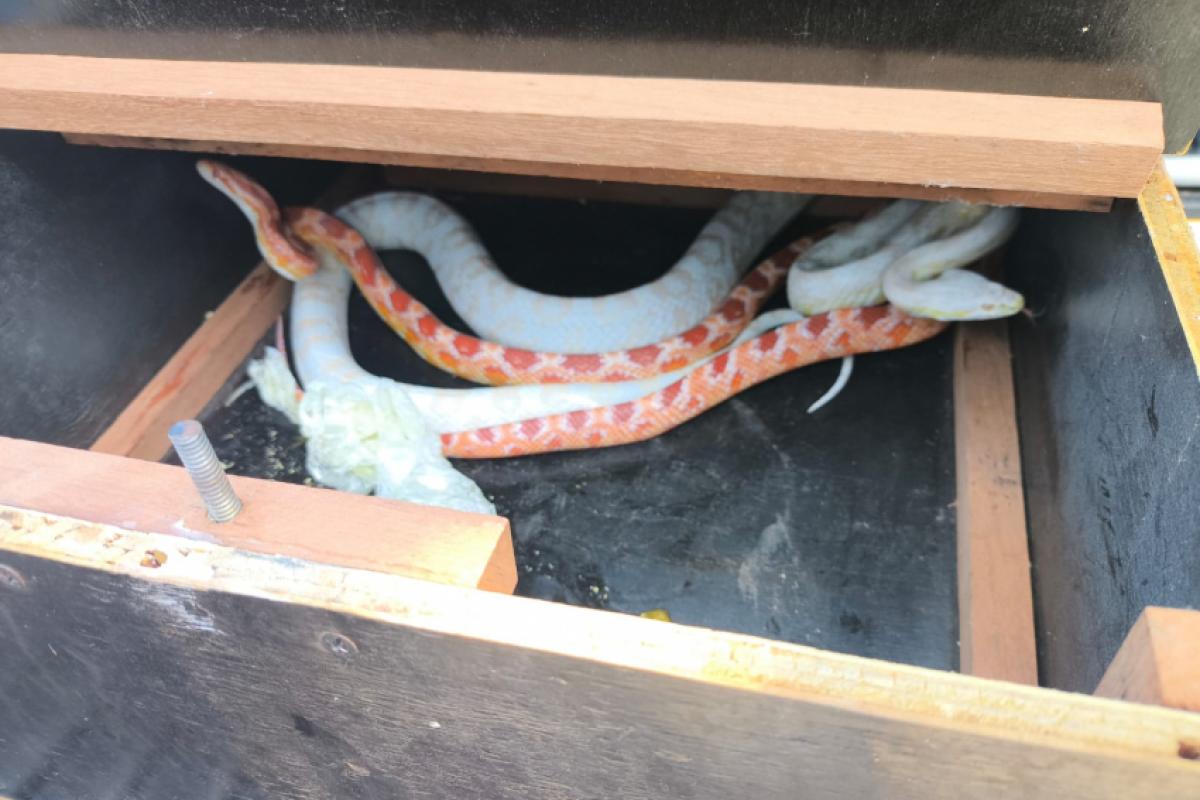  A espécie originária da América do Norte 