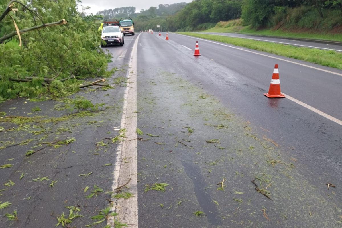 Segunda faixa da rodovia precisou interditada após queda de árvore 