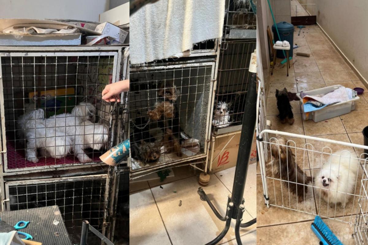 Os animais estavam em situações de maus-tratos, de acordo com a polícia