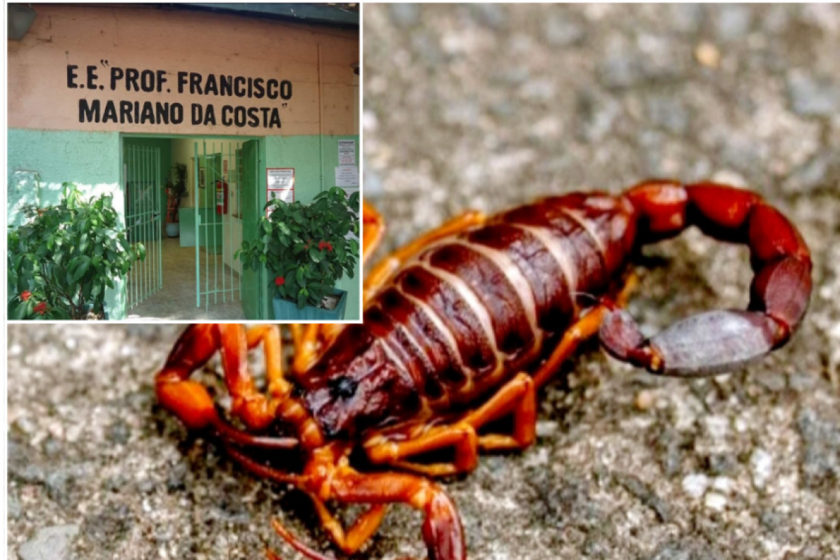 Após ser picada, a menina de 13 anos foi parar na Unidade de Pronto Atendimento do Vila Cristina. 