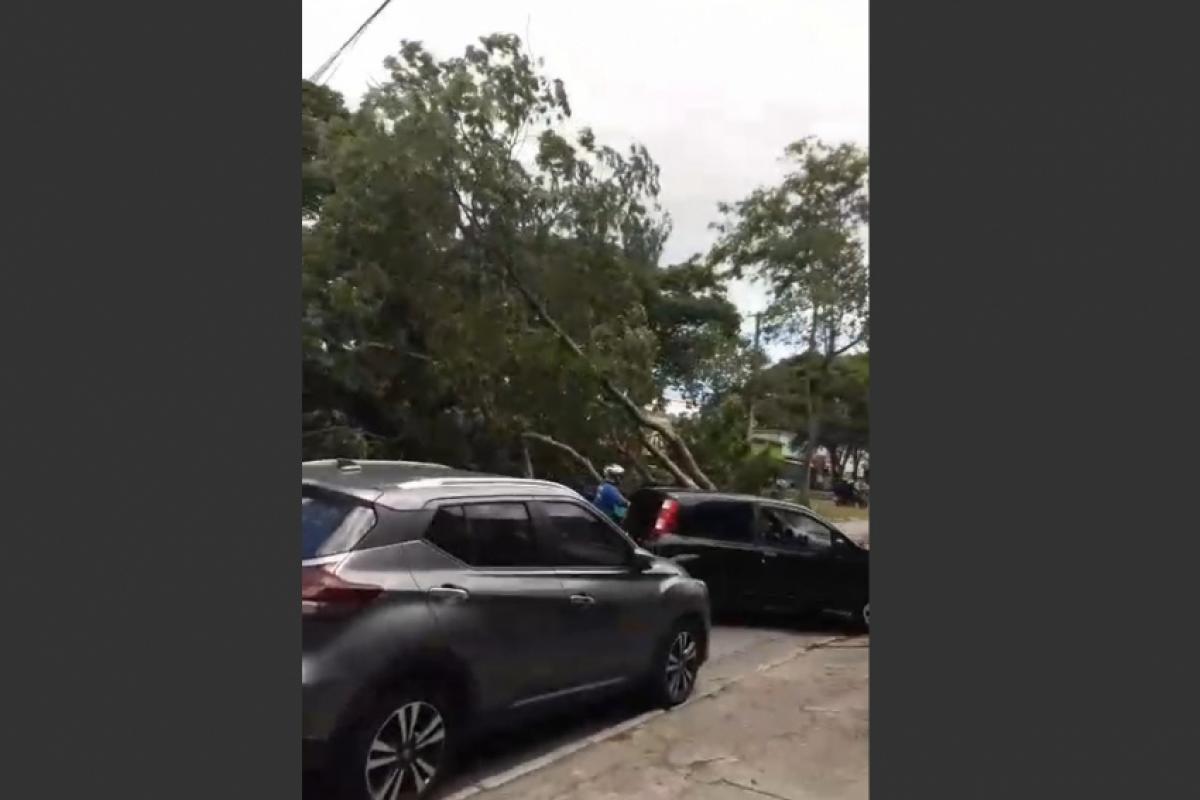 Queda de árvore provocou interdição parcial da via