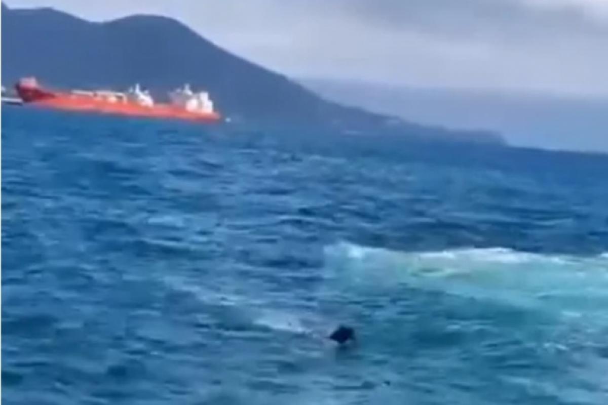 Cachorro caiu no mar